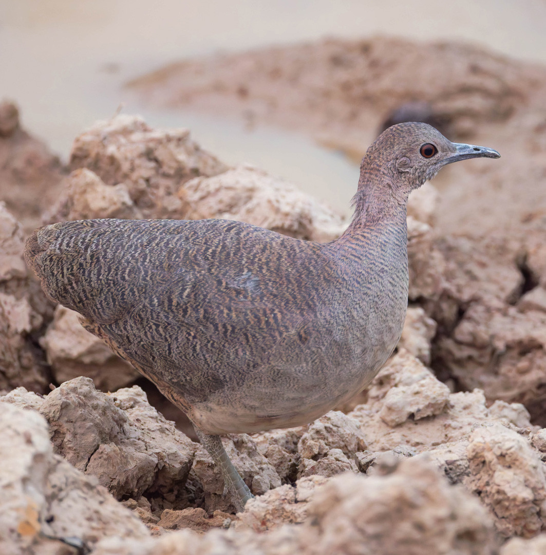 image Undulated Tinamou